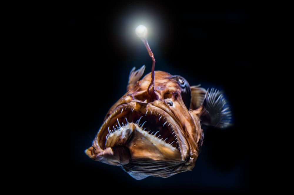 A-Deep-sea-creature.jpg