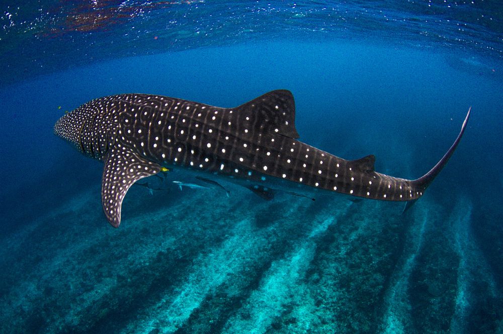 Whale shark swimming underwater in Ningaloo Reef, Western Australia