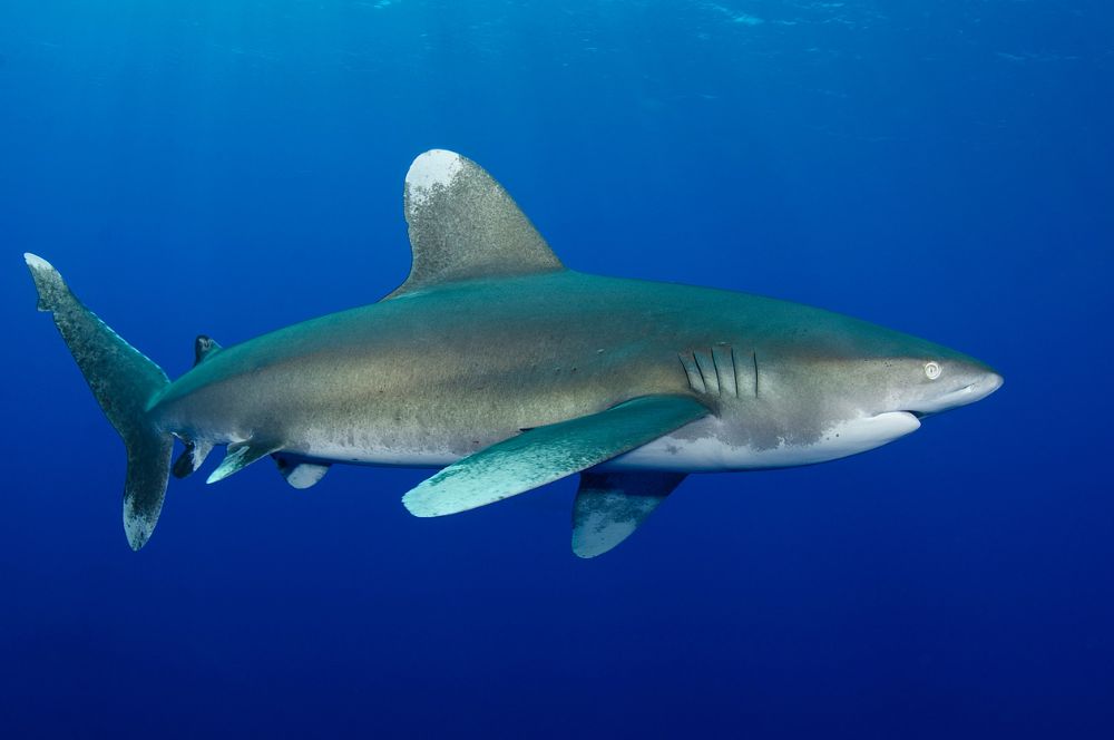 An oceanic whitetip shark in open ocean waters