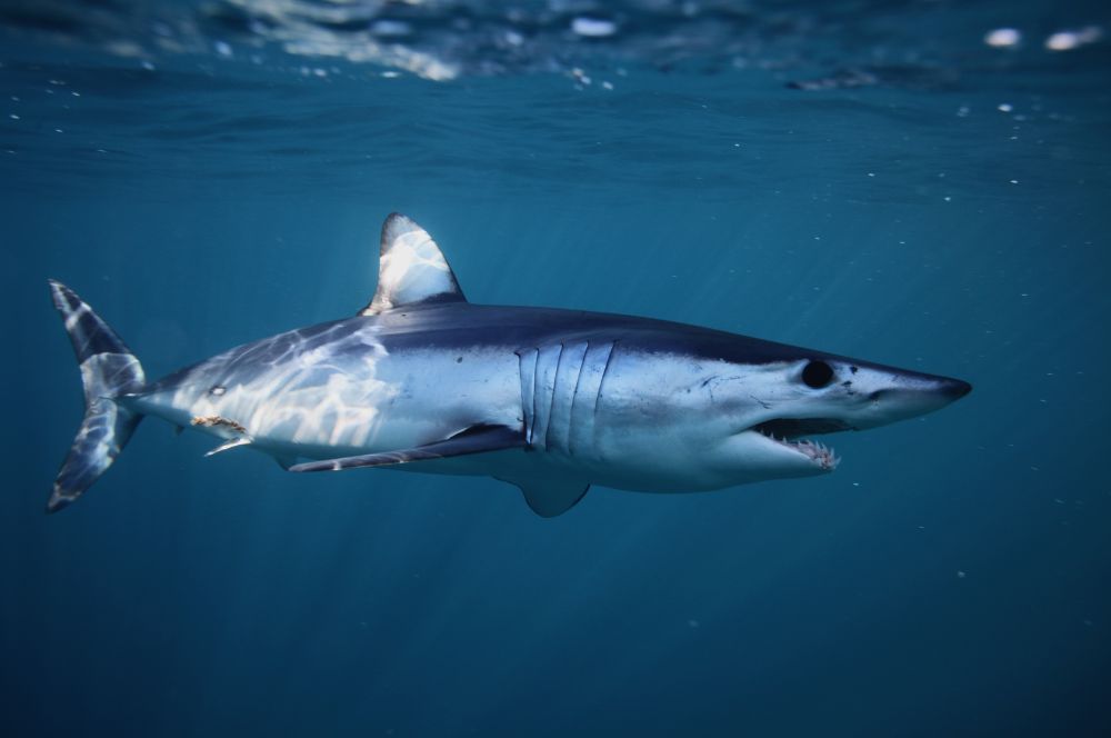 A shortfin mako shark swimming at high speed