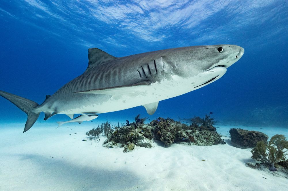 A tiger shark with sharp teeth