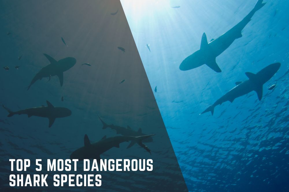 Top 5 Most Dangerous Shark Species