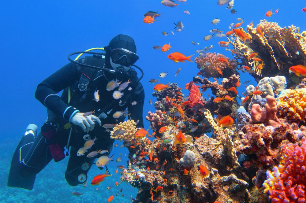 A scuba divers exploring an underwater world filled with marine life.