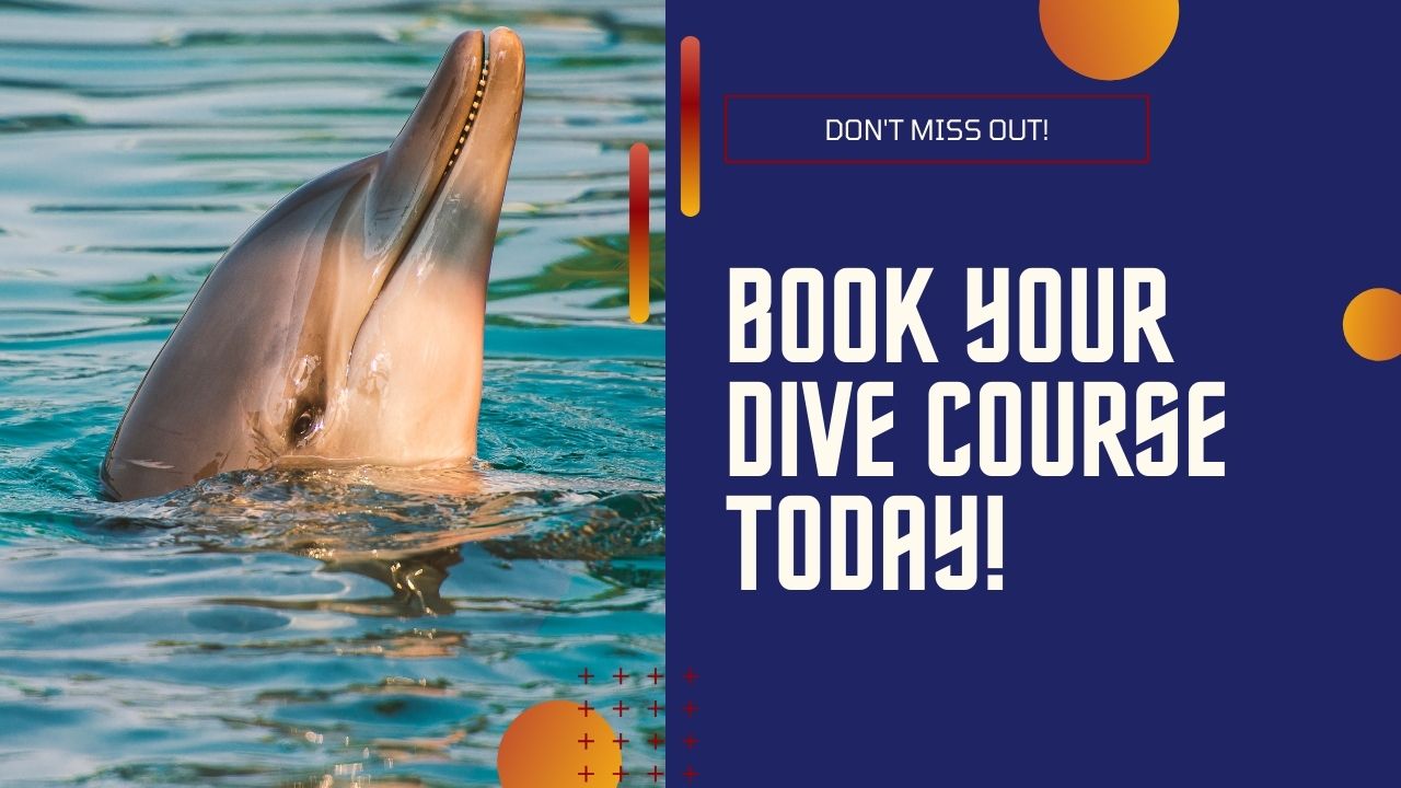 Book your dive course today!
