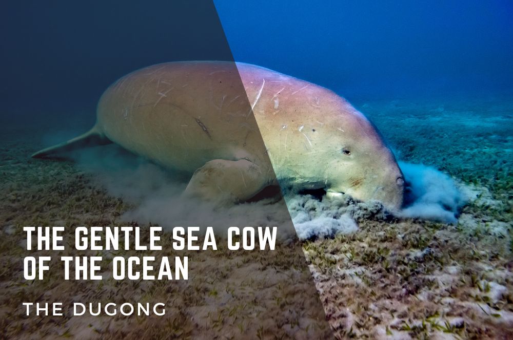 Dugong-sea-cow.jpg