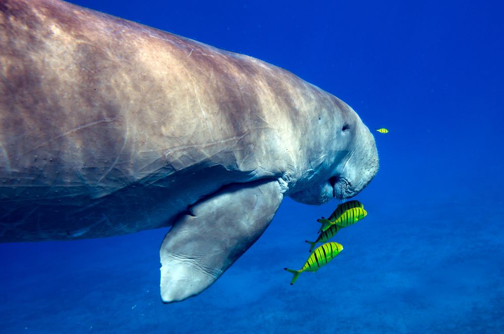 A dugong swimming in the ocean
