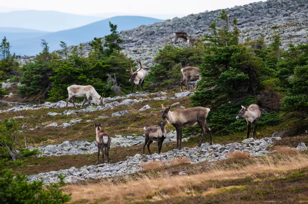 The Tundra and its unique ecosystem