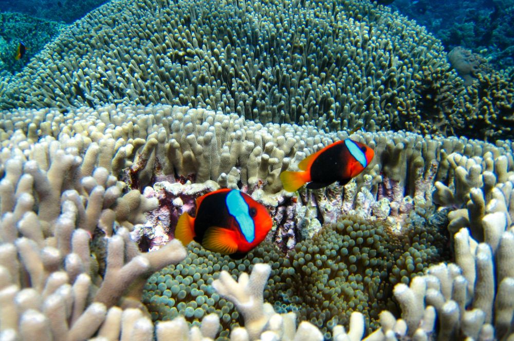 Colourful marine life in the Great Barrier Reef