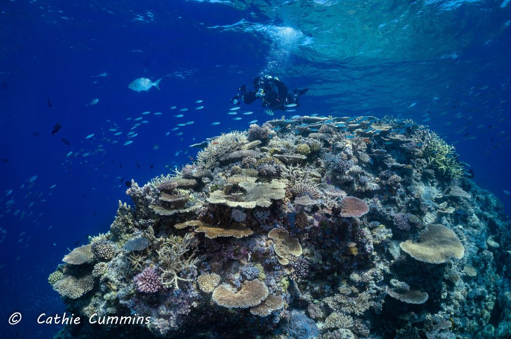Great Barrier Reef - 7 Natural Wonders of the World