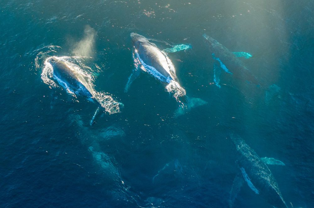 Humpback whales migrating through the ocean