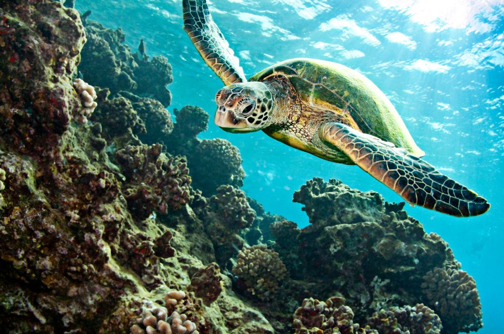 Diverse marine life at Julian Rocks including sea turtles