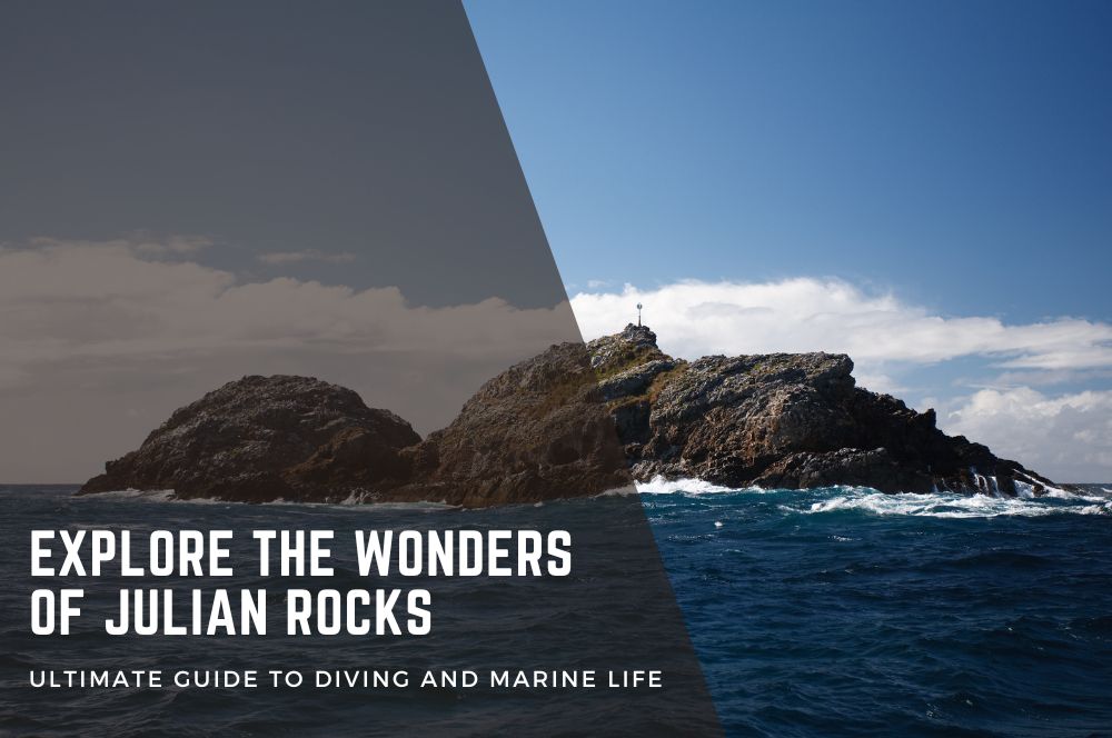 Julian Rocks | Your Ultimate Guide To Diving And Marine Life