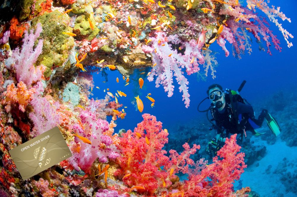 A scuba diver exploring a vibrant underwater world, highlighting the PADI certification process.