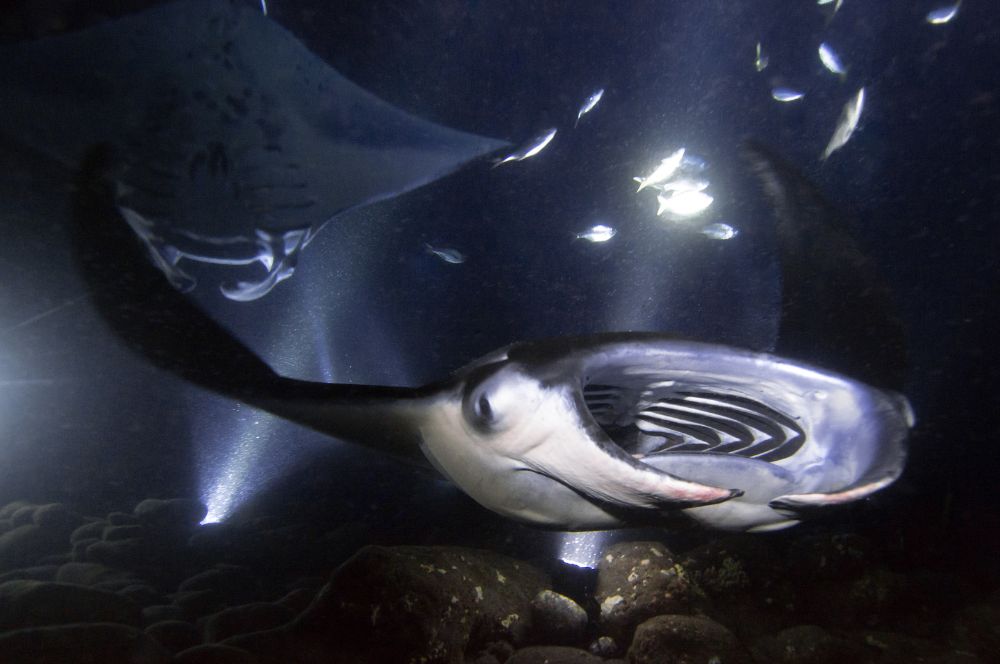 A unique diving experiences, such as night diving with manta rays.