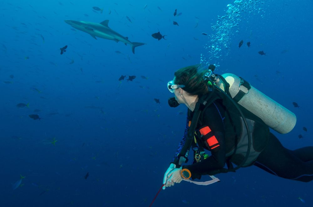 Drift Diving at Blue Corner, Palau