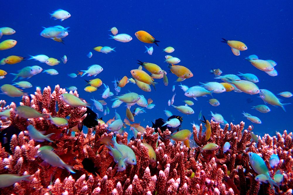 Raja Ampat is an underwater Eden with incredible marine biodiversity. 