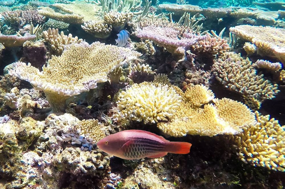 Colorful underwater of fringing coral reefs with diverse marine life