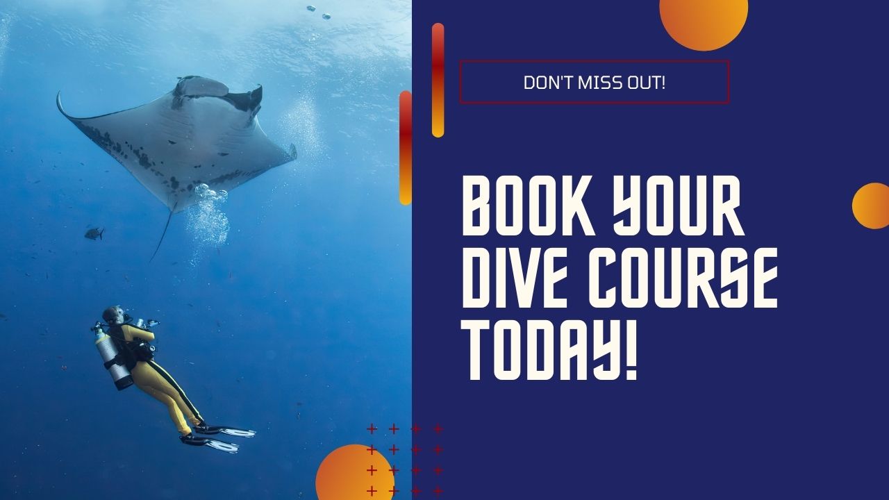 Learn to Scuba Dive Today!