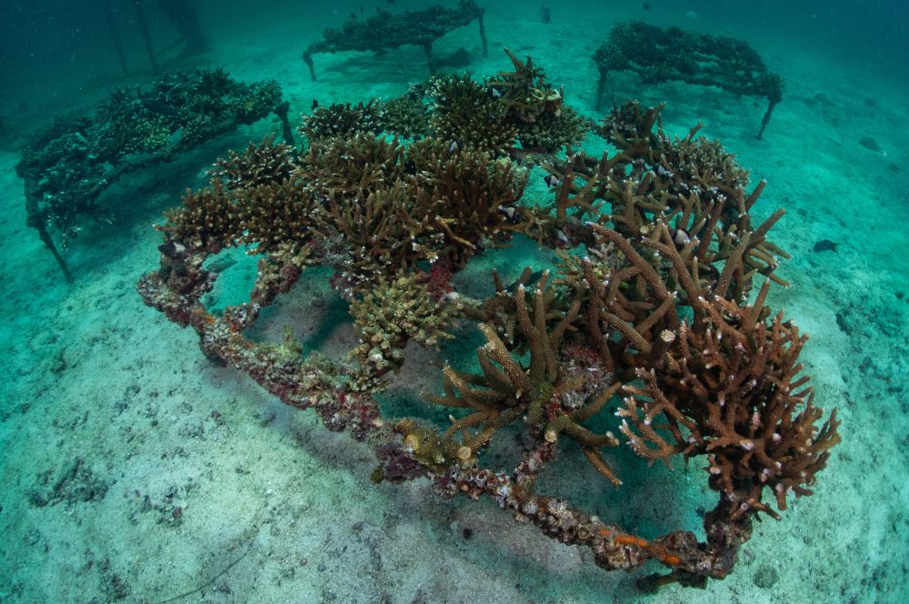 Coral transplantation and artificial reef deployments rely on the skills and dedication of scuba divers