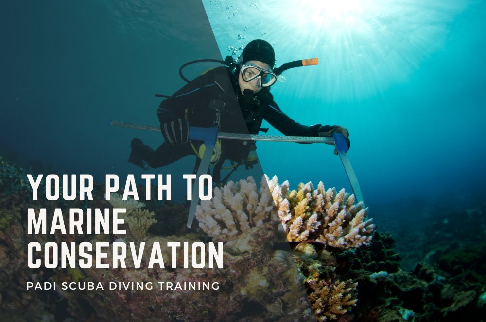 Your Path To Marine Conservation: Padi Scuba Training