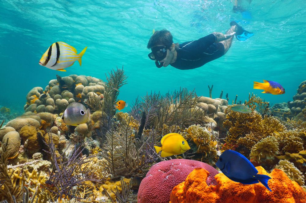 Snorkeler exploring coral reefs and marine life underwater