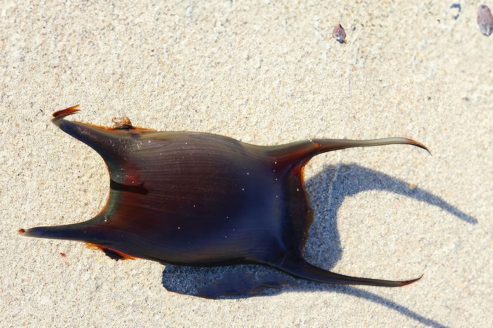 Shark egg case pictures, ray egg capsule images, photographs of mermaids  purses.