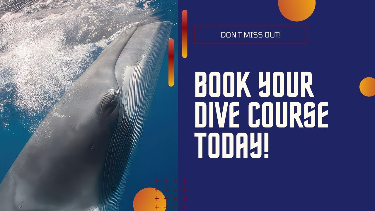 Book your learn to dive now!