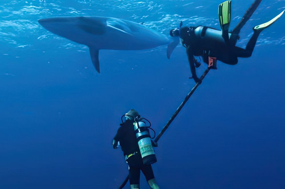 A diver respectfully observing dwarf minke whales