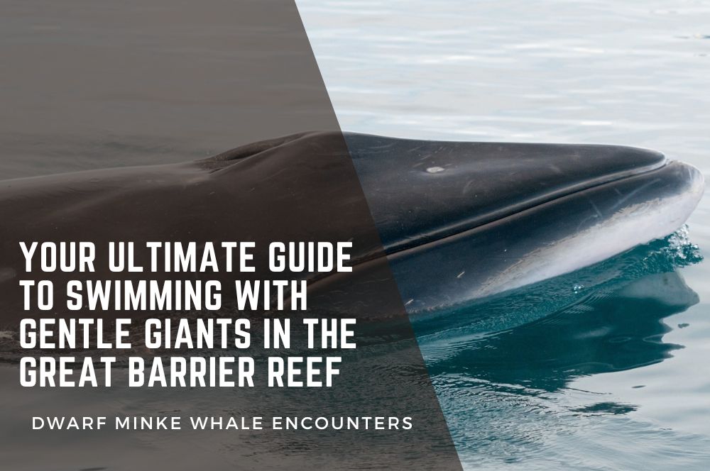 Dwarf Minke Whale Encounters: Your Ultimate Guide | Swim With Minke Whales