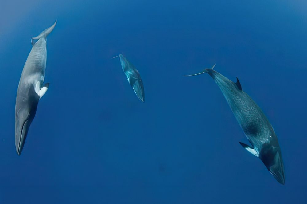 Dwarf minke whales swiming through  the Ribbon Reefs