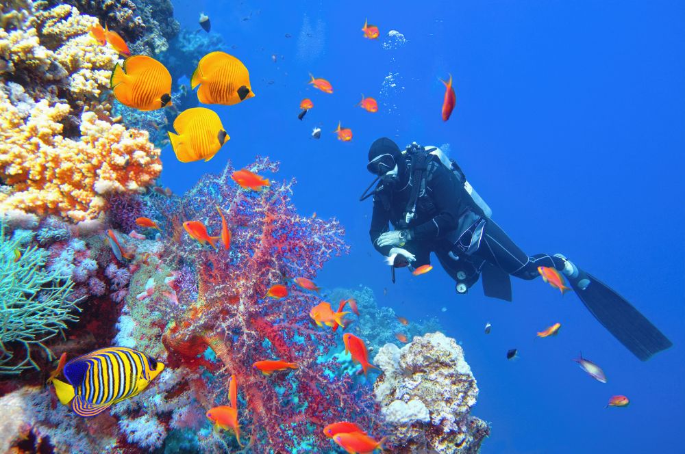 The diverse marine life in the Great Barrier Reef