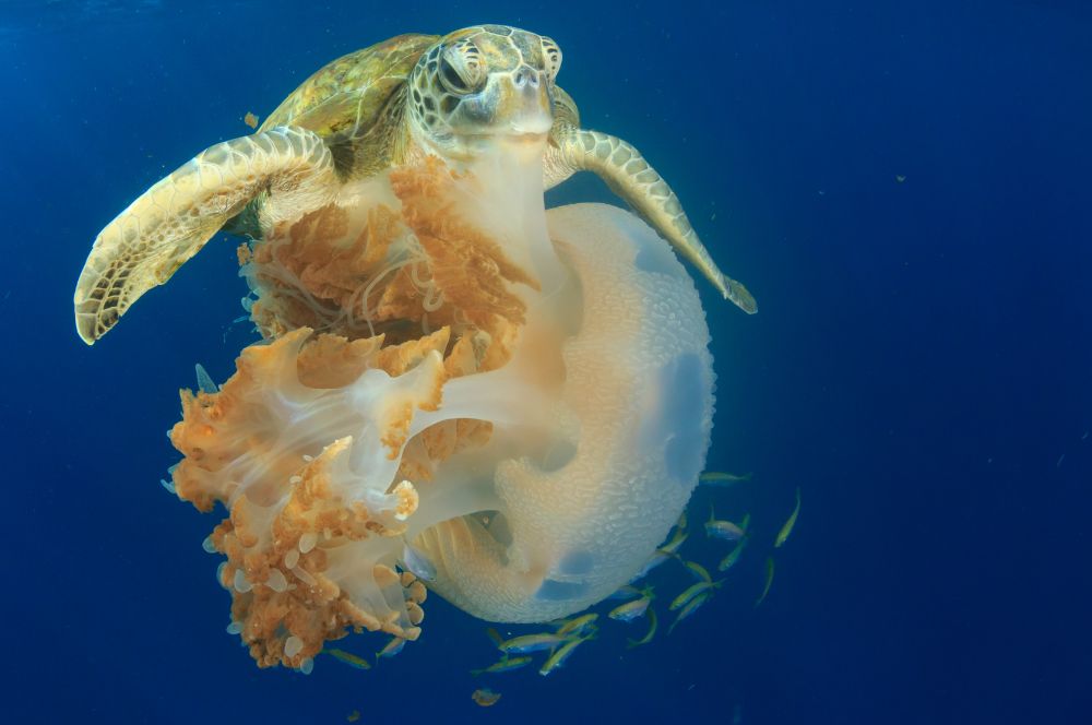 Omnivorous and carnivorous sea turtle species eating a jelly fish