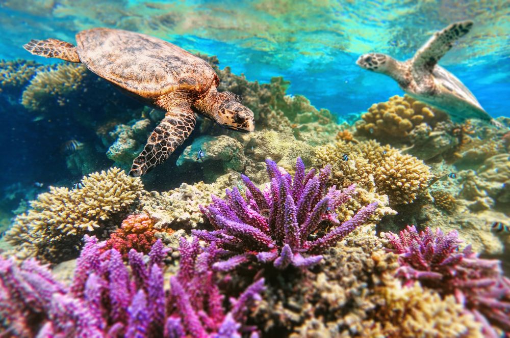 Sea turtles swimming near coral reefs