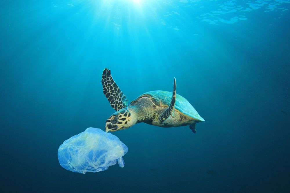 A sea turtles facing threats of mistaking plastic bags for jelly fish