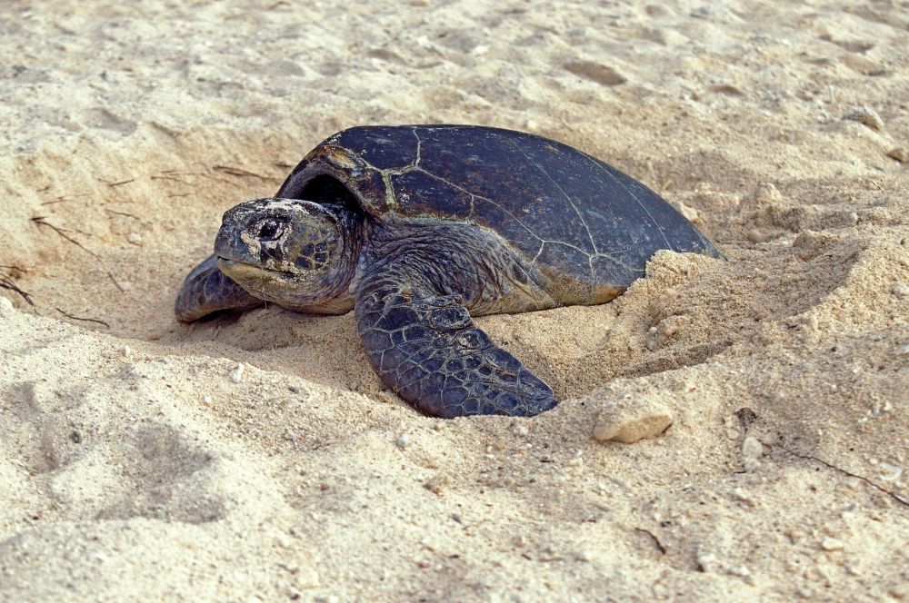 A female sea turtle laying eggs on a sandy beach
