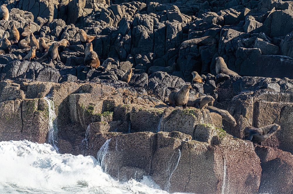 The seals sunning on Martin Island