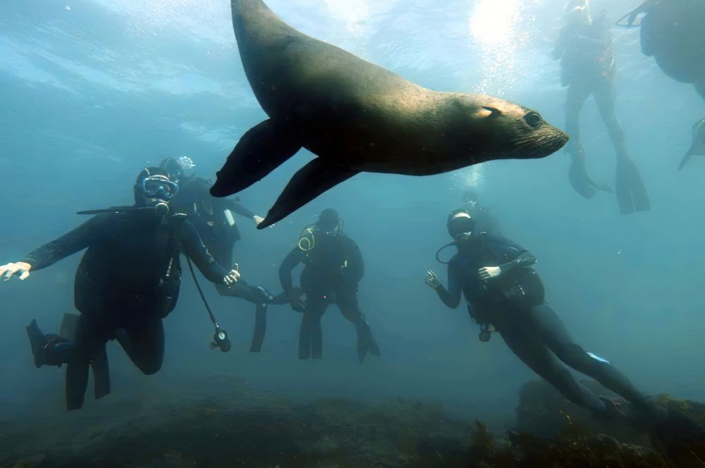 Divers encountering diverse marine life while diving with seals