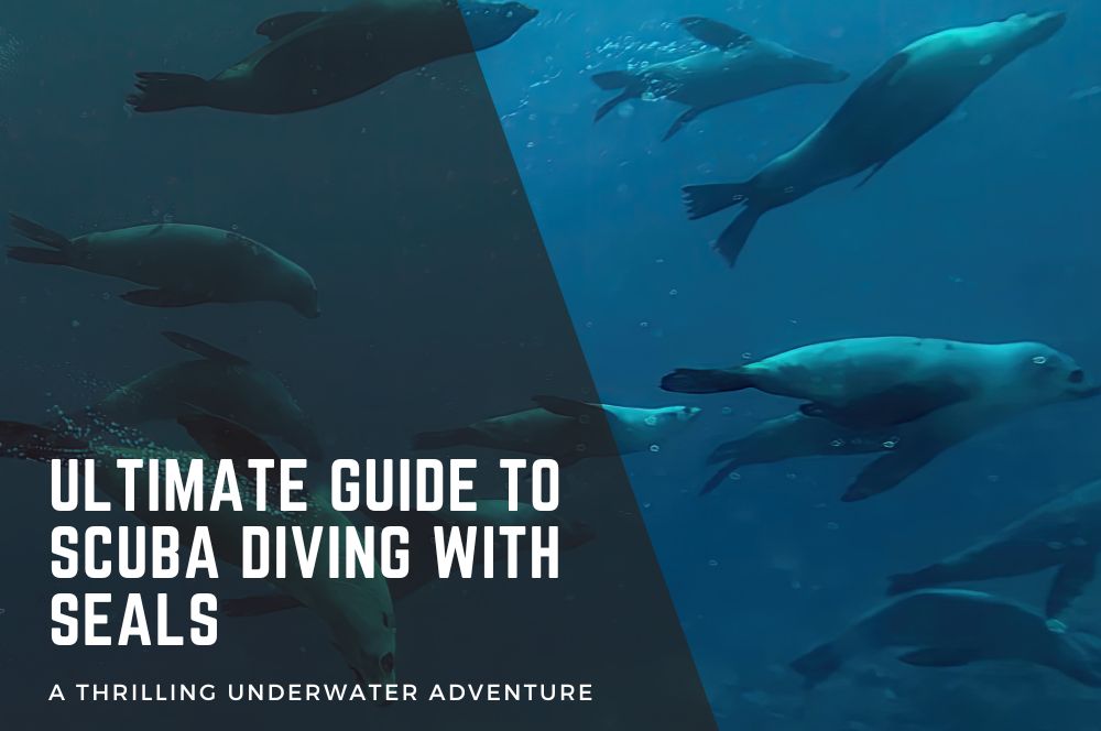 Ultimate Guide to Scuba Diving with…