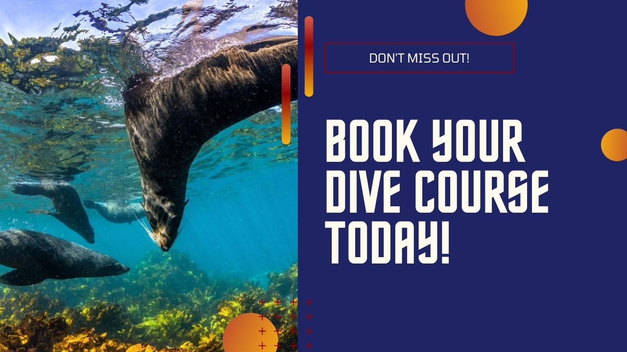 Book your dive course today