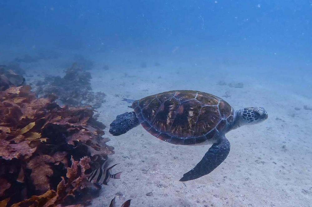 A Turtle is another of the marine species at Shelly Beach