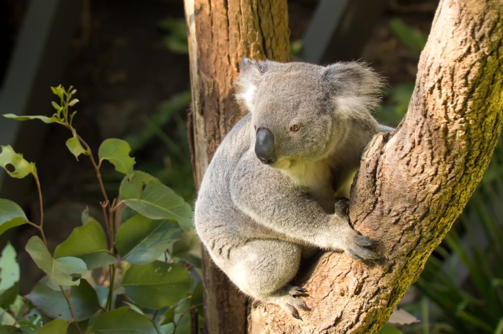 Encounter diverse wildlife at Taronga Zoo and SEA LIFE Sydney Aquarium