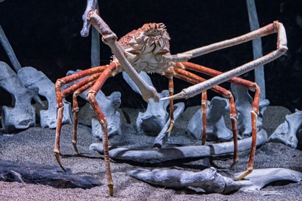 Japanese spider crab on the ocean floor