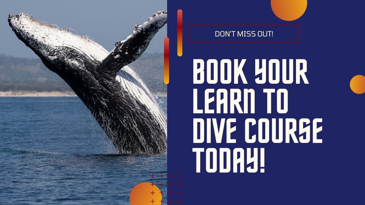 Book Your Learn to Dive Course Today