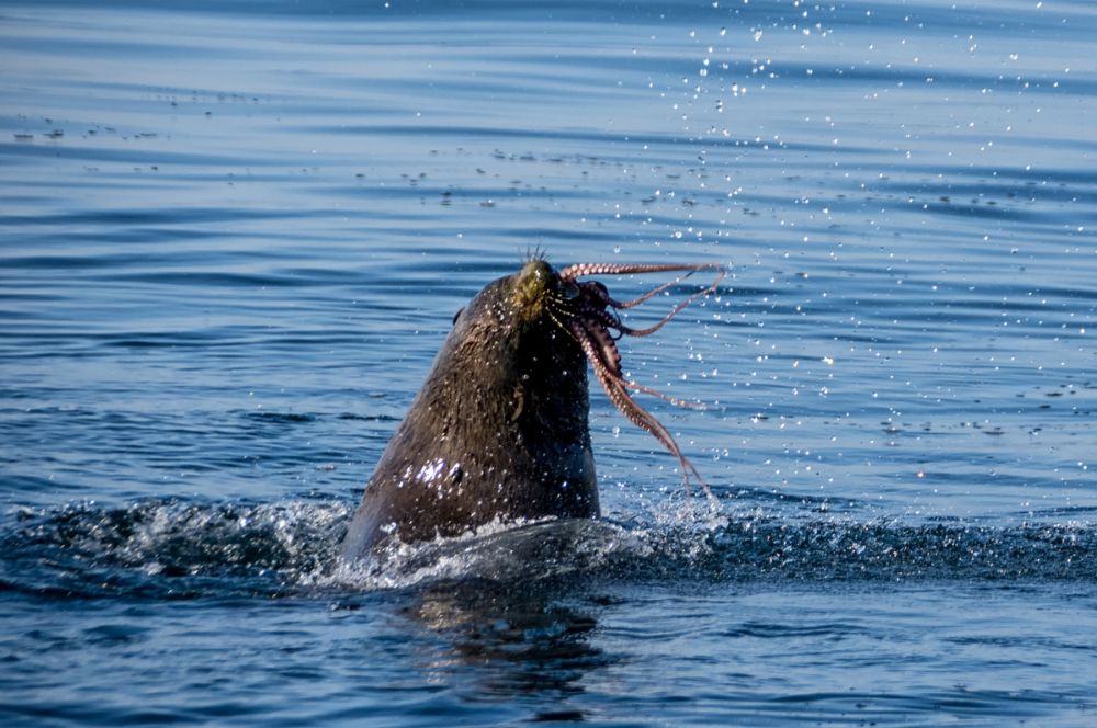 Seals hunting for fish, octopus and squid