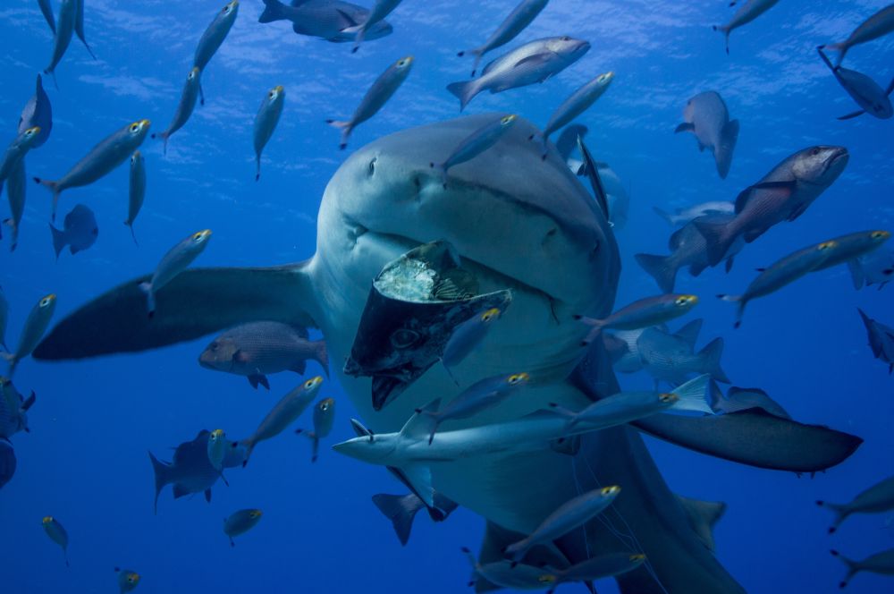 Bull shark preying on a bony fish