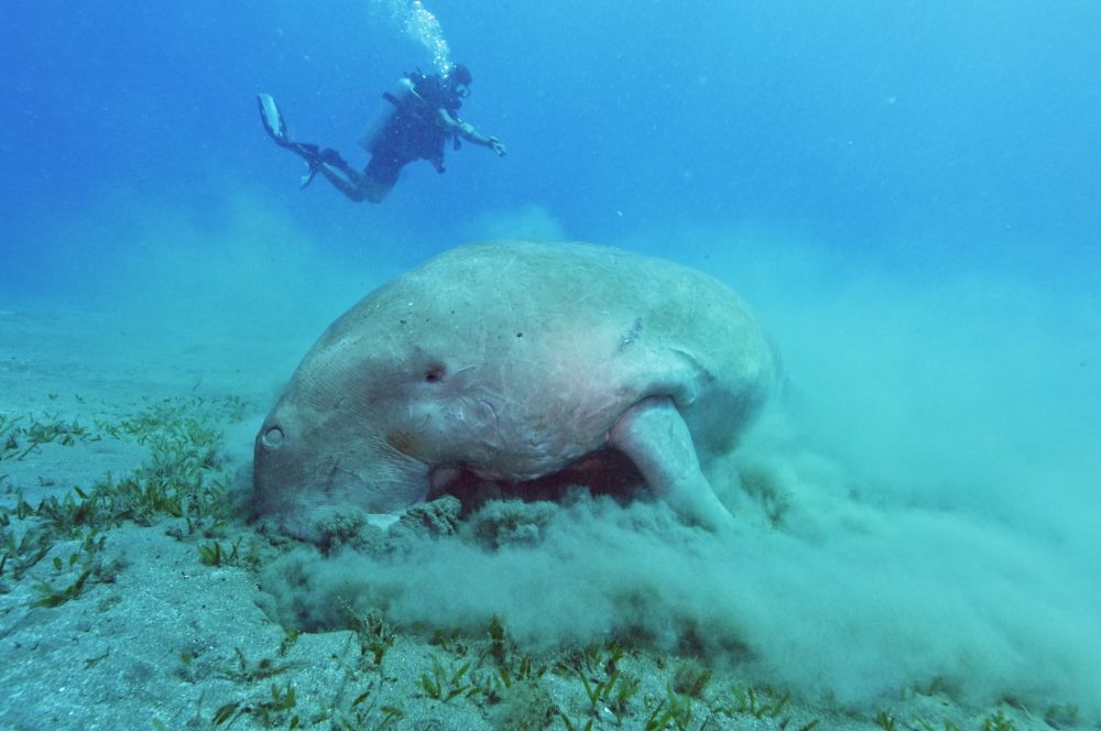  A diver observing a dugong in its natural habitat