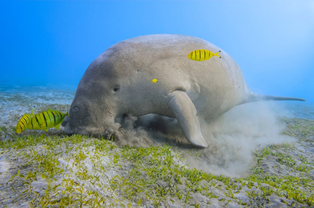 A dugongs in a seagrass meadow