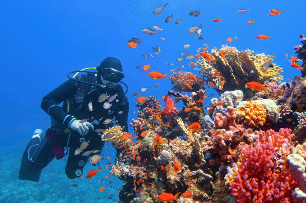 The world of scuba diving