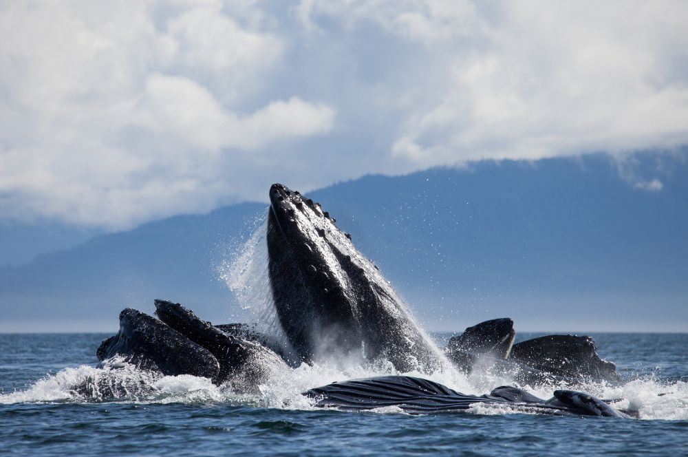 Humpback whales engaging in bubble-net feeding
