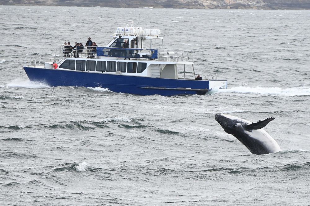 A whale watching tour in Sydney with humpback whales